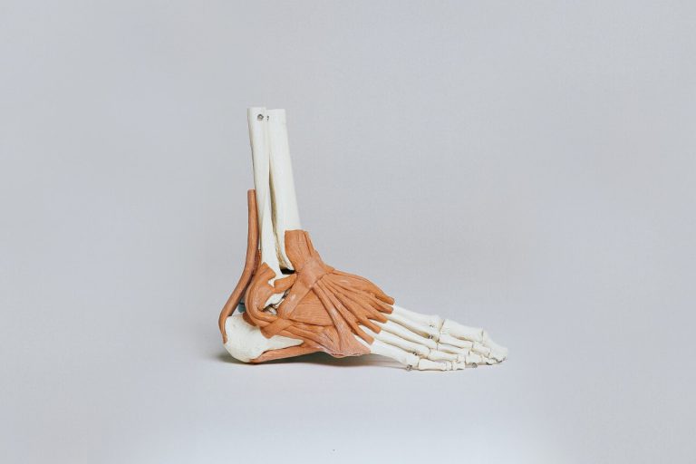 skeleton of an ankle and foot
