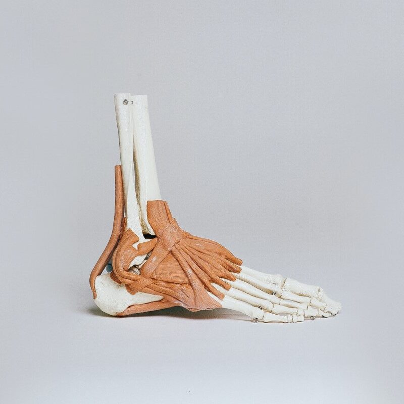 skeleton of an ankle and foot